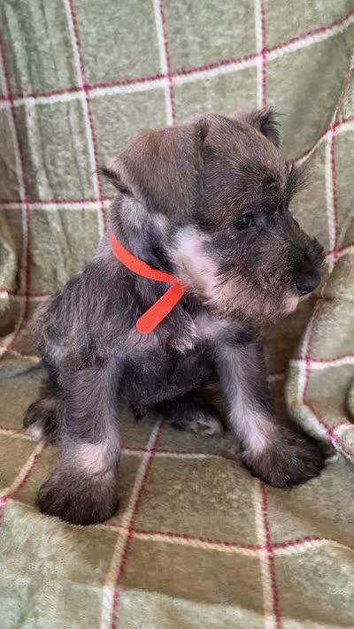 Orange, a male Miniature Schnauzer for sale in Cullman, AL – 5 of 6