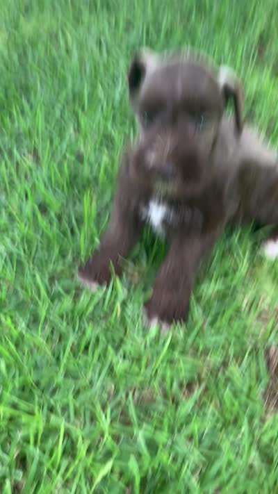Lulu, a female Miniature Schnauzer for sale in Cullman, AL – 6 of 6