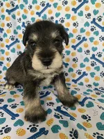 Haus, a male Miniature Schnauzer for sale in Cullman, AL – 3 of 4