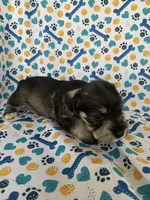 Ellie, a female Miniature Schnauzer for sale in Cullman, AL – 2 of 5