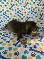 Reba, a female Miniature Schnauzer for sale in Cullman, AL – 3 of 6