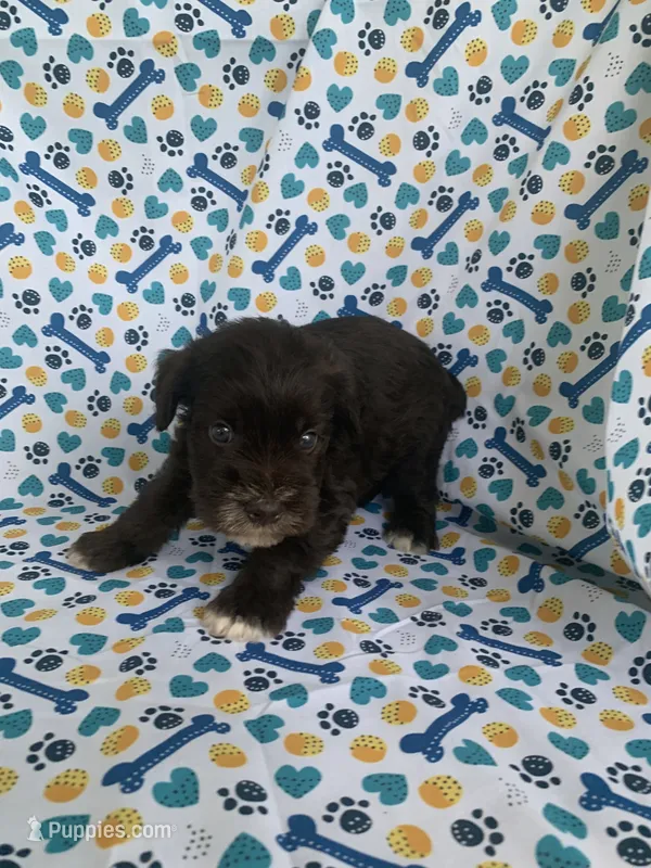 Lucy – Miniature Schnauzer puppy for sale in Cullman, AL