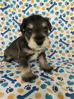 Haus, a male Miniature Schnauzer for sale in Cullman, AL – 1 of 4