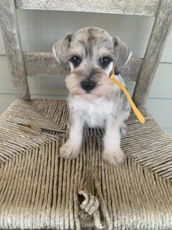 Minnie – Miniature Schnauzer puppy for sale in Cullman, AL