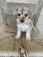 Minnie, a female Miniature Schnauzer for sale in Cullman, AL – 1 of 5
