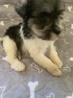 Bailey, a female Miniature Schnauzer for sale in Cullman, AL – Photo 4 of 6