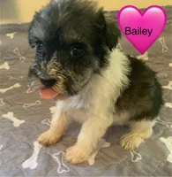 Bailey, a female Miniature Schnauzer for sale in Cullman, AL – Photo 2 of 6