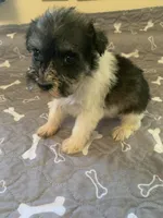 Bailey, a female Miniature Schnauzer for sale in Cullman, AL – Photo 6 of 6