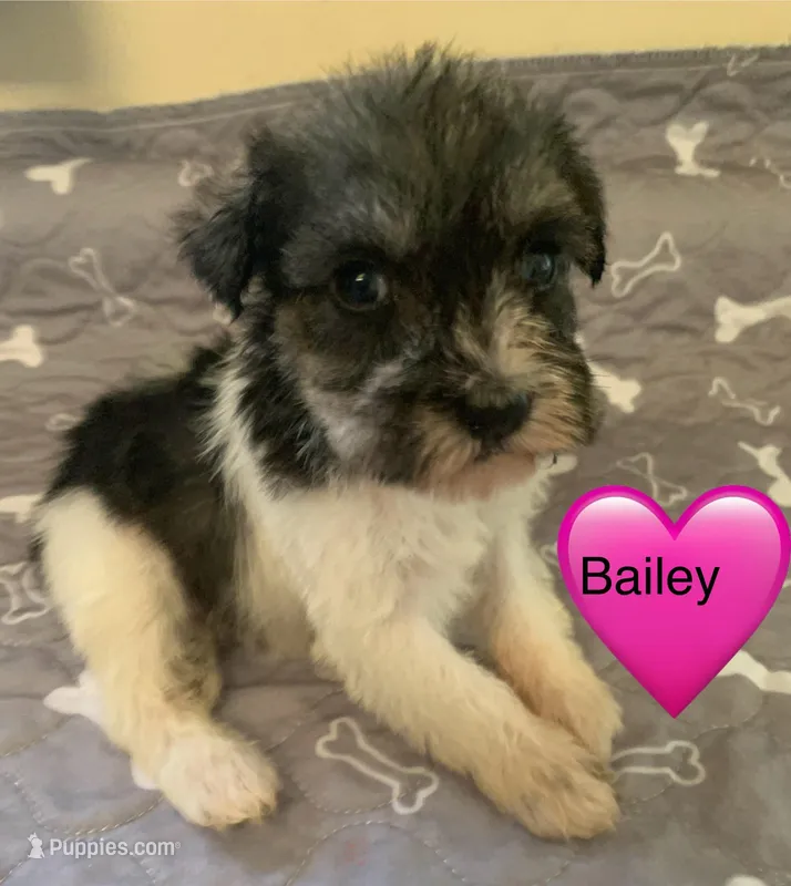 Bailey – Miniature Schnauzer puppy for sale in Cullman, AL