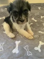 Bailey, a female Miniature Schnauzer for sale in Cullman, AL – Photo 3 of 6