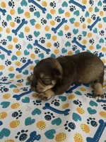 Reba, a female Miniature Schnauzer for sale in Cullman, AL – 2 of 6