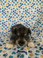 Dolly, a female Miniature Schnauzer for sale in Cullman, AL – 5 of 6