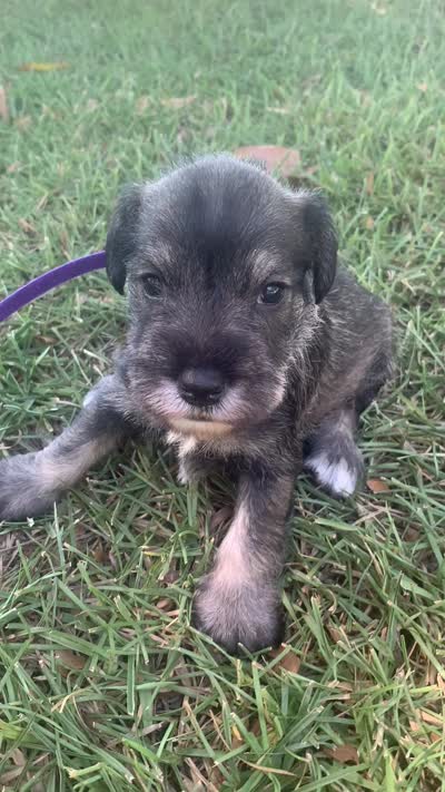 Clay, a male Miniature Schnauzer for sale in Cullman, AL – 3 of 7