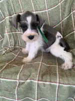 Green, a male Miniature Schnauzer for sale in Cullman, AL – 3 of 5