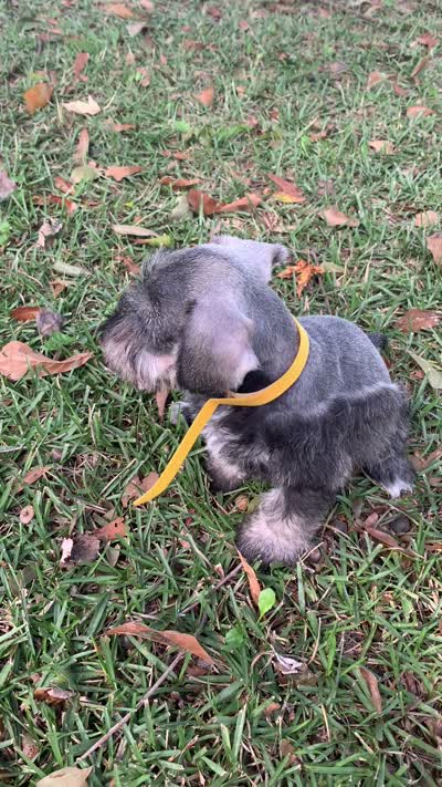 Yellow, a male Miniature Schnauzer for sale in Cullman, AL – 4 of 5