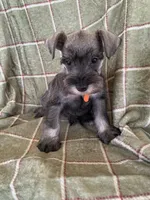 Orange, a male Miniature Schnauzer for sale in Cullman, AL – 3 of 6
