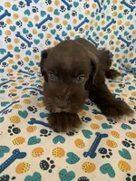 Callie, a female Miniature Schnauzer for sale in Cullman, AL – 2 of 8