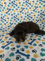 Hershey, a male Miniature Schnauzer for sale in Cullman, AL – 3 of 6