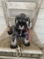 Red, a male Miniature Schnauzer for sale in Cullman, AL – 2 of 6