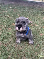 Blue, a male Miniature Schnauzer for sale in Cullman, AL – 4 of 4