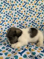 Bama, a female Miniature Schnauzer for sale in Cullman, AL – 4 of 5