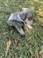 Ellie, a female Miniature Schnauzer for sale in Cullman, AL – 3 of 7
