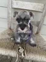 Purple, a female Miniature Schnauzer for sale in Cullman, AL – 2 of 7