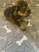 Argo, a male Miniature Schnauzer for sale in Cullman, AL – Photo 4 of 4