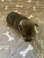 Argo, a male Miniature Schnauzer for sale in Cullman, AL – Photo 3 of 4