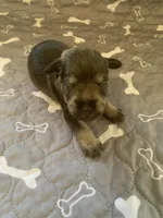Argo, a male Miniature Schnauzer for sale in Cullman, AL – Photo 2 of 4