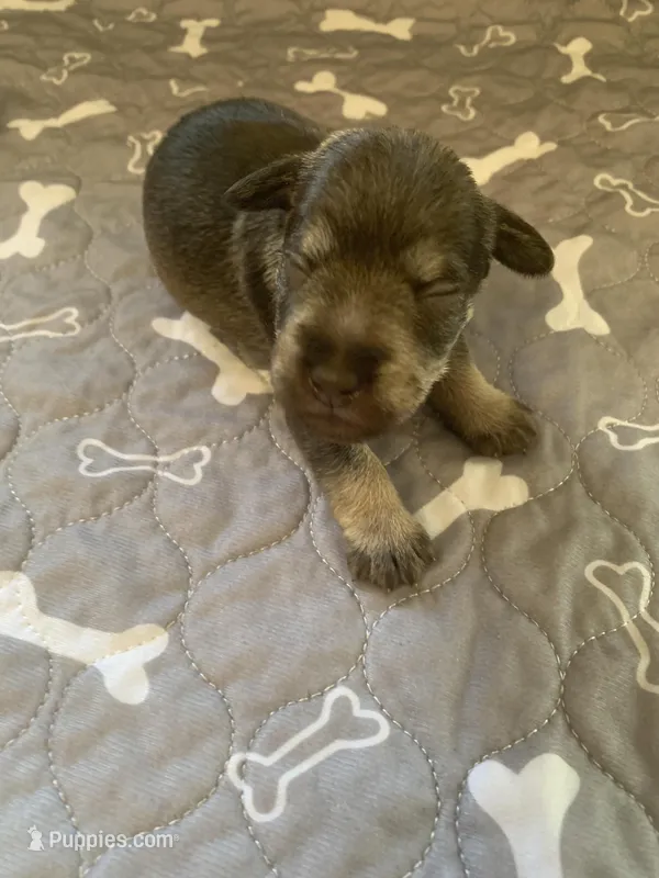 Argo – Miniature Schnauzer puppy for sale in Cullman, AL