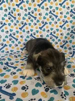 Dolly, a female Miniature Schnauzer for sale in Cullman, AL – 6 of 6