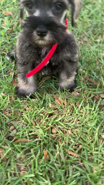 Red, a male Miniature Schnauzer for sale in Cullman, AL – 6 of 6