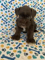 Callie, a female Miniature Schnauzer for sale in Cullman, AL – 3 of 8