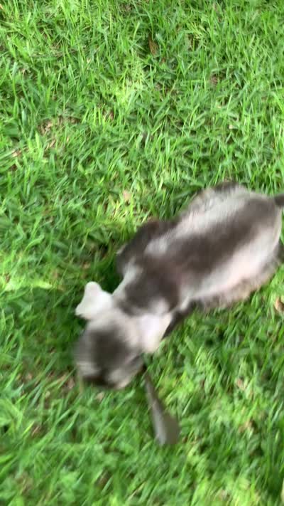 Abby, a female Miniature Schnauzer for sale in Cullman, AL – 8 of 8