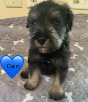 Cain, a male Miniature Schnauzer for sale in Cullman, AL – Photo 1 of 5