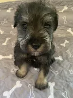 Cain, a male Miniature Schnauzer for sale in Cullman, AL – Photo 2 of 5
