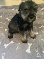 Cain, a male Miniature Schnauzer for sale in Cullman, AL – Photo 5 of 5