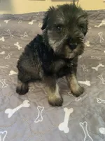 Cain, a male Miniature Schnauzer for sale in Cullman, AL – Photo 4 of 5