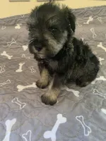 Cain, a male Miniature Schnauzer for sale in Cullman, AL – Photo 3 of 5