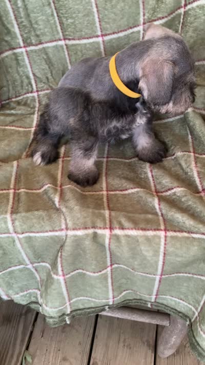 Yellow, a male Miniature Schnauzer for sale in Cullman, AL – 5 of 5
