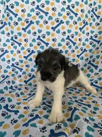 Gus, a male Miniature Schnauzer for sale in Cullman, AL – 1 of 5