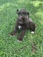Lulu, a female Miniature Schnauzer for sale in Cullman, AL – 5 of 6