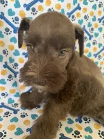 Lulu, a female Miniature Schnauzer for sale in Cullman, AL – 3 of 6