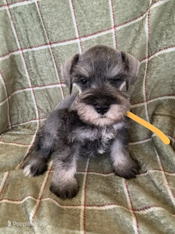 Yellow – Miniature Schnauzer puppy for sale in Cullman, AL