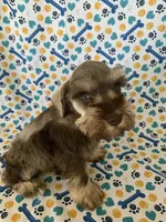 Abby, a female Miniature Schnauzer for sale in Cullman, AL – 6 of 8