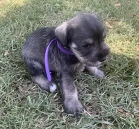 Clay, a male Miniature Schnauzer for sale in Cullman, AL – 1 of 7