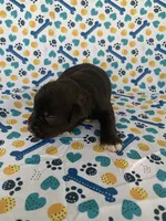 Lucy, a female Miniature Schnauzer for sale in Cullman, AL – 2 of 6