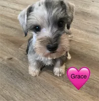 Grace, a female Miniature Schnauzer for sale in Cullman, AL – Photo 3 of 6