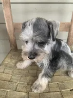 Grace, a female Miniature Schnauzer for sale in Cullman, AL – Photo 6 of 6